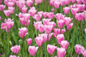 Fototapeta premium Pink tulips