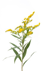 Kanadische Goldrute (Solidago canadensis) vor weißem Hintergrund