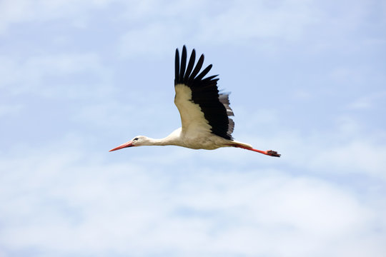 Stork Flying