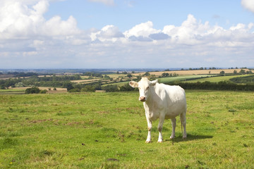 Fototapeta premium landscape with white cow in a summer meadow