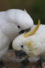 Weißhaubenkakadu und Gelbhaubenkakadu schmusen