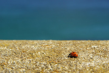 Coccinelle