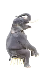 Fotobehang olifant © wong yu liang