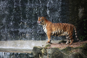 Large striped tiger