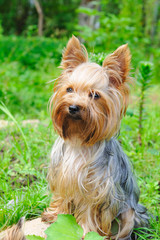 Yorkshire terrier