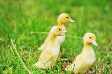 three fluffy chicks