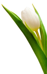 white tulip