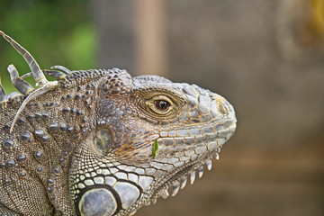 Leguan