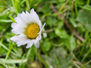 Obraz premium closeup of a daisy flower, bellis perennis, on a meadow