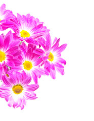 Bouquet of chrysanthemums