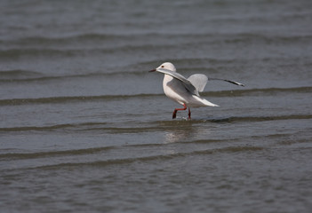Chroicocephalus genei