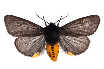 Phragmatobia luctifera