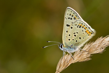 Lycaena tityrus