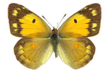 Colias croceus