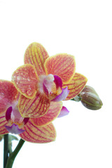 Fototapeta na wymiar Orchidée toute fraîche