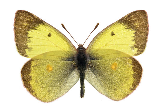 Colias erate