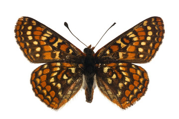 Euphydryas editha