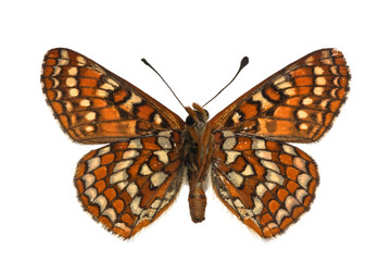 Euphydryas editha