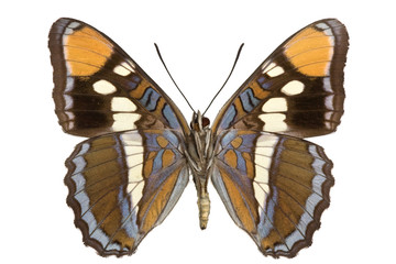 Fototapeta premium Limenitis bredowii