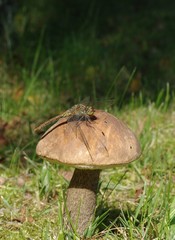 sitting on mushroom dragon-fly