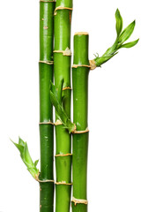 Bamboo