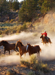 Cowboy on horse, roping and riding