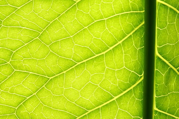 green leaf vein