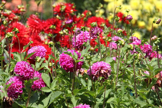 Jardin