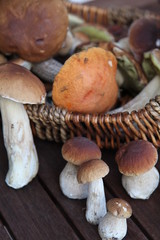 Beginn der Schwammerlsaison