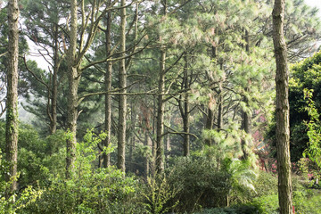 Obraz premium green forest