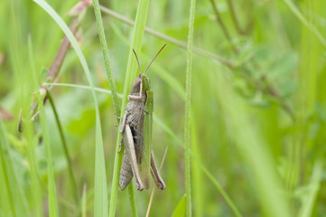 Brauner Grashüpfer,  Nahaufnahme, Makro.
