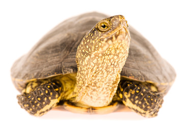 Naklejka premium Turtle