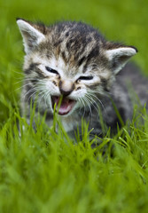 Mały miauczący kotek w trawie