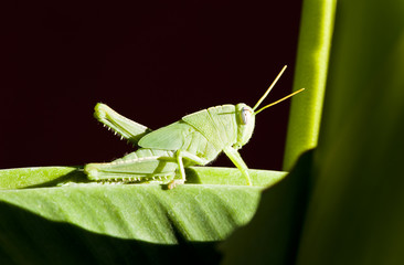Grasshopper I
