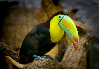 Big tucan in zoo