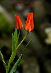 Red tulips