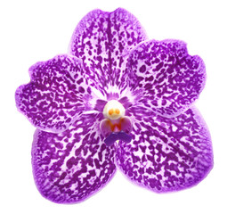 Orquídea Morada de Tailandia