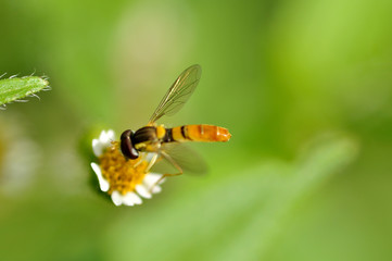 小さな花にとまる蜂
