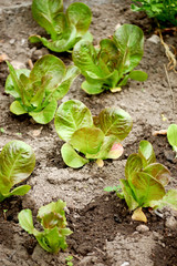 green salad field