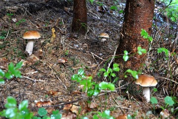 mushrooms1