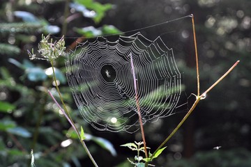spyder net 1