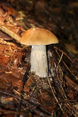 mushroom4
