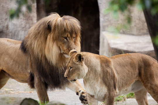 Photograph depicts a playful African Lion and Lioness