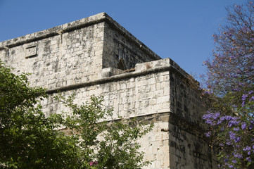 historic Limassol Lemessos Castle flowering shrub plant Cyprus M