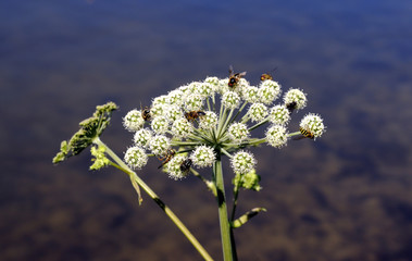 Weiße Blüte des Bärenklau