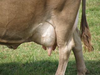 vache