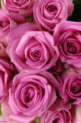 Fototapeta na wymiar pink roses