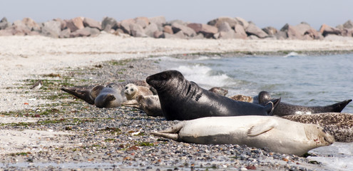 Black male seal