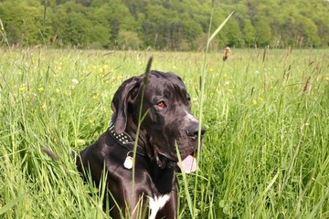 Deutsche Dogge im Gras liegend