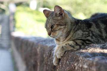 Obraz premium 塀の上の猫